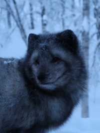 Where are the arctic animals!?