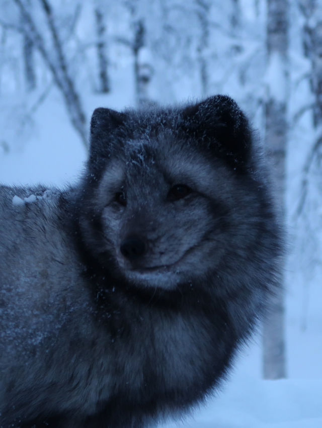 Where are the arctic animals!?