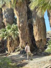 come and see the desert oasis！！