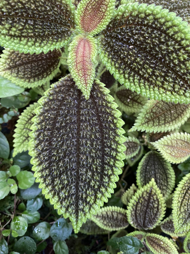 🇯🇵高知旅、朝ドラらんまんで話題になった【牧野植物園】