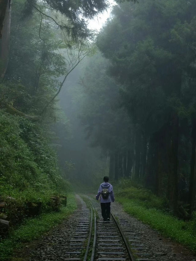 在神木與小火車之間，聽見時光的回聲