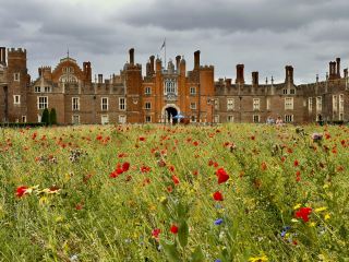 Hampton Court: Blooms, History, and Vibes 🌸👑