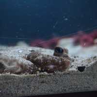 Ozeaneum…อควอเรียมสุดปังในเยอรมันเหนือ