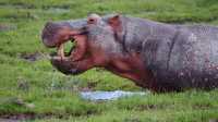 4 days maasai mara -Lake nakuru  4x4 jeep safari 