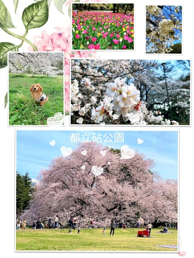 東京《都立砧公園》🌸激罕🌸超大櫻花樹🌸