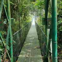 A walk through the cloud forest 