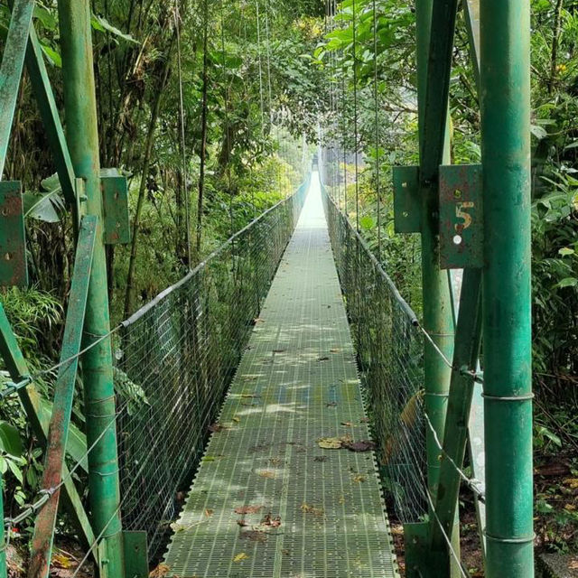 A walk through the cloud forest 
