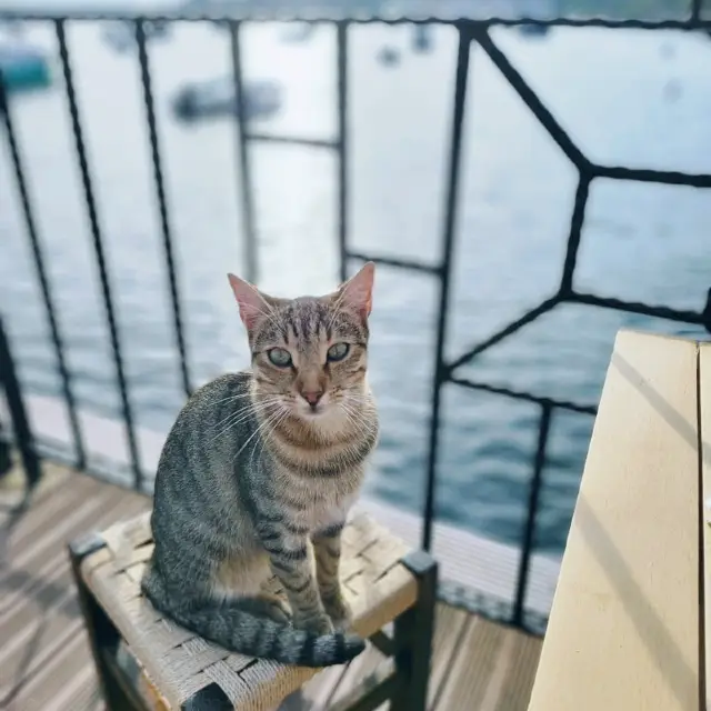 🤩Discover the paradise of cats  🐈‍⬛🐈‍⬛🐈‍⬛🇹🇷