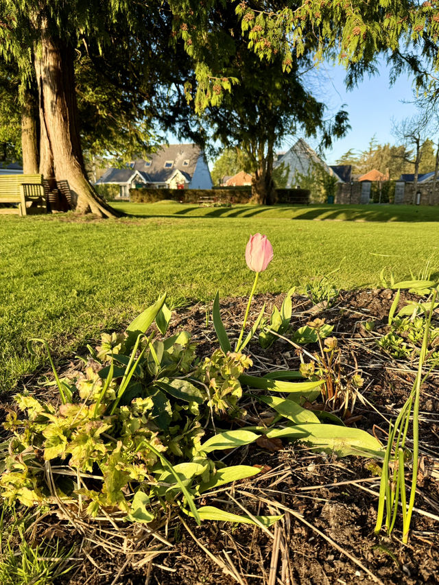 Snowdrops in Shade