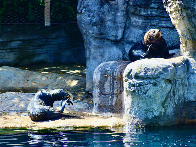 Toronga Zoo 