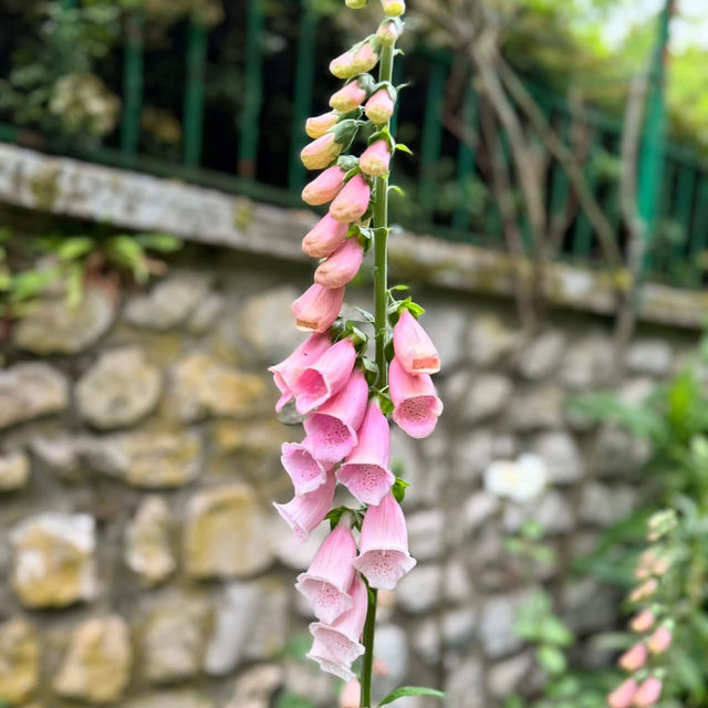 走訪吉維尼小鎮、莫內故居及花園