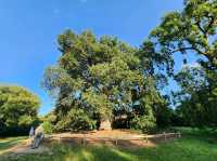 Summer at Kew's Garden