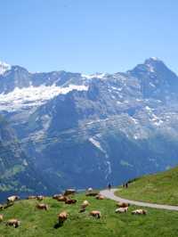 🌄 รีวิวกิจกรรม Grindelwald First Trottibike 🚴‍♀️