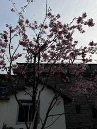 🏮🌿 Anyi Whispers: Step into Jiangxi’s 600-Year-Old Watercolor Dream!