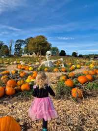 Pumpkin picking at Clackmae Farm