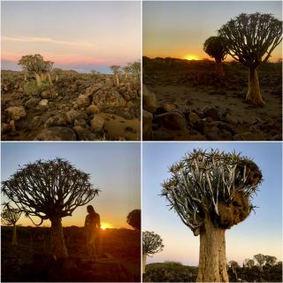 Dawn among the quiver trees