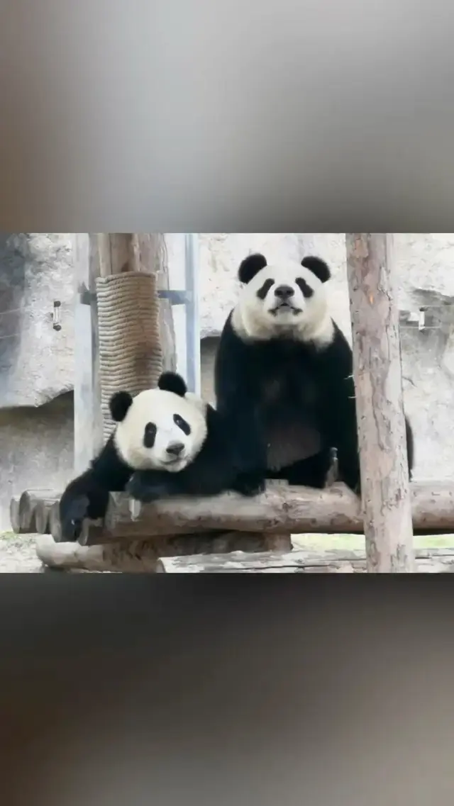 【上海野生動物園】パンダさんちょっと自由奔放過ぎませんか？