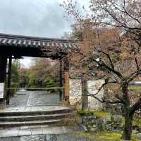 在京都🇯🇵嵐山坐小火車看雨櫻是什麼感覺？