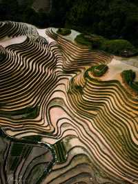 Dragons Backbone Rice Terrace in China 😍