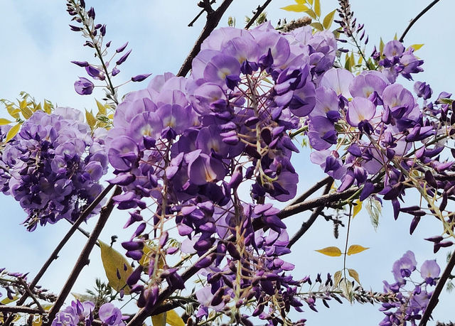 Hong Kong Flower Appreciation | Beautiful blooming of Wisteria at Shenzhen's Qingkuai Tang