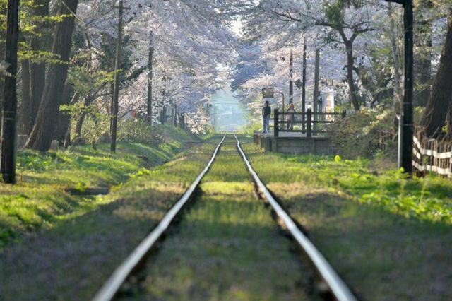 Cherry Blossom Train | Ashino Park in Aomori Prefecture, Japan