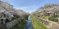 2019 Nagoya's cherry blossoms are in full bloom, as they say, even more beautiful than Kyoto.