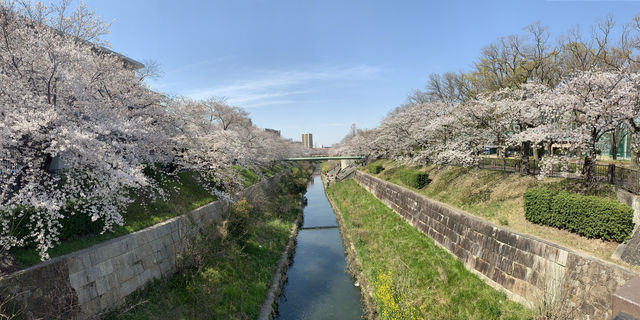 2019 Nagoya's cherry blossoms are in full bloom, as they say, even more beautiful than Kyoto.