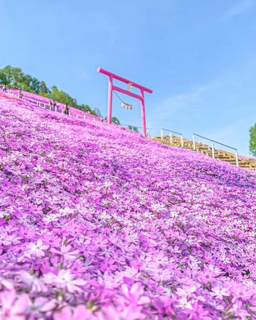 🇯🇵Hokkaido Pink Mound💕Enjoy the romantic cherry blossom sea of