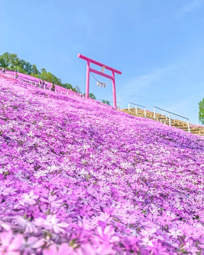 🇯🇵Hokkaido Pink Mound💕Enjoy the romantic cherry blossom