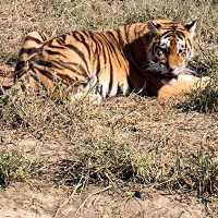 🐅 Majestic Northeast Tiger Forest Park ✨🤩✨