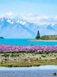 新西蘭春季魯冰花馬上開了，你確定不來看嗎？
