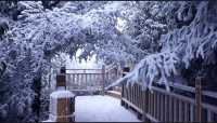 這個冬天一定要去一趟貴州玉舍森林公園看一場浪漫的雪!