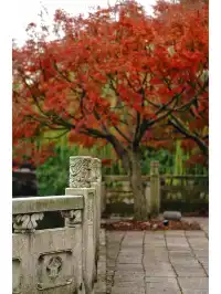 古華園 | 上海你不宣傳這裡你糊塗啊