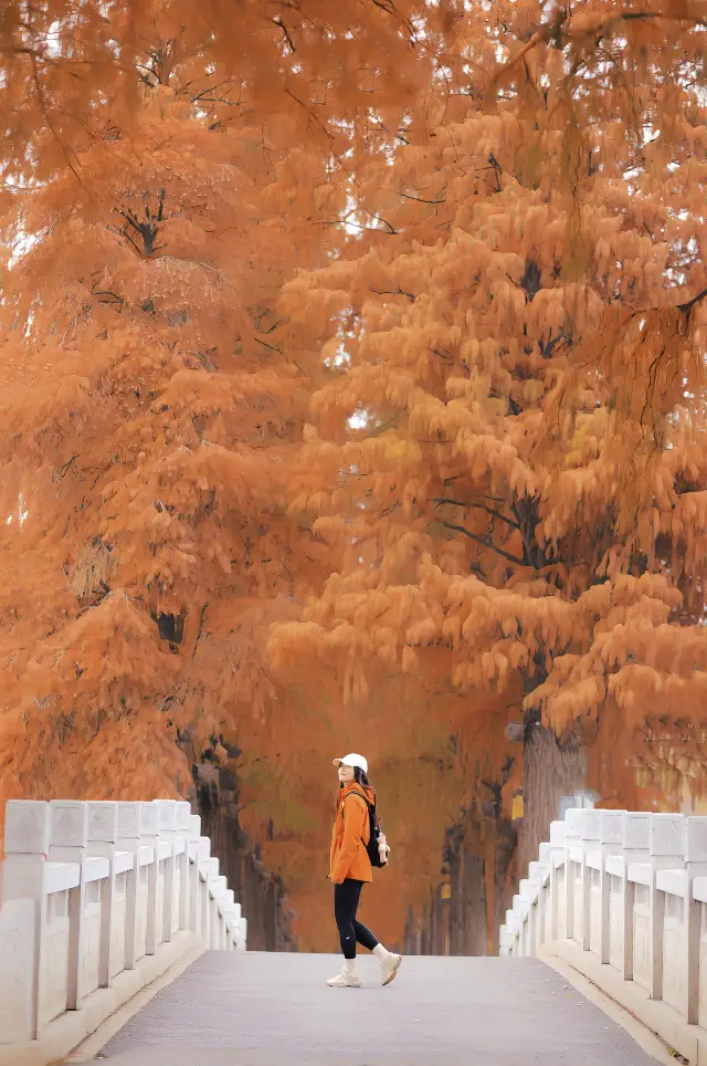 What a picturesque view! The stunning Metasequoia forest in Donghu is now open!