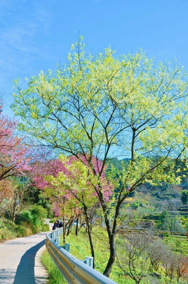 冬日浪漫賞櫻指南：昆明陡坡村冬櫻花季的粉色夢幻之旅