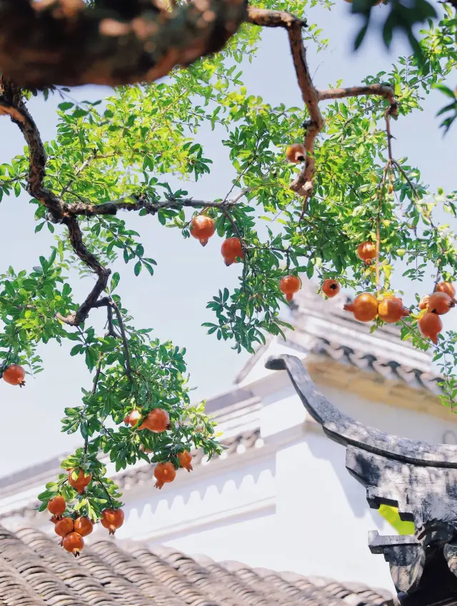 Suzhou | Yi Garden Pomegranate, the signal of autumn