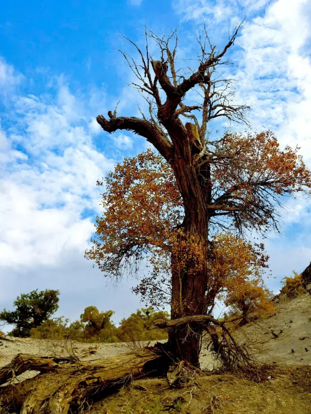 Inner Mongolia Ejina Banner Poplar Forest | The most beautiful visual feast in autumn, the hero tree of the desert | Tenacious will