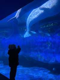 我真的沒想到！大連極地這麼好拍！！！