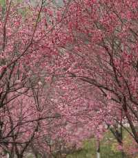 這才1月份，重慶的紅梅就開了！