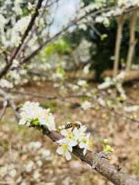 桂峰山下李花開……