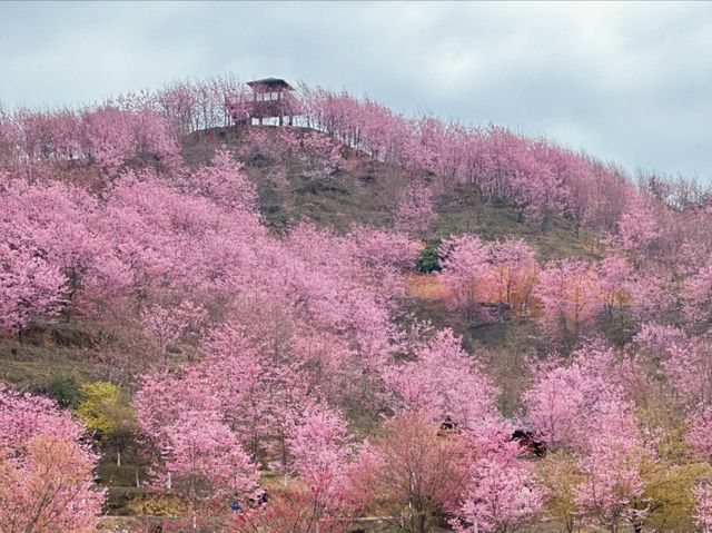 三明看絕美櫻花