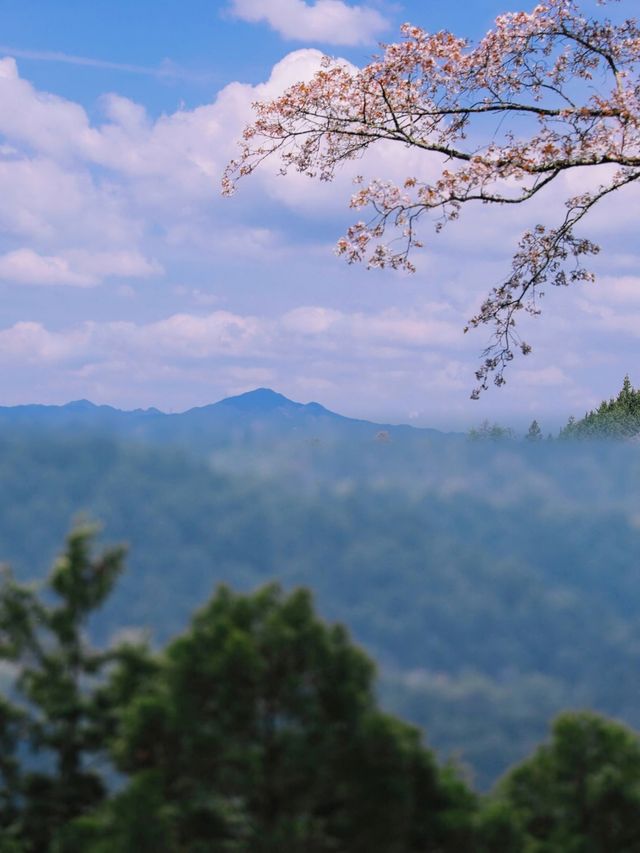 吉野山，三萬株櫻花綻放的浪漫