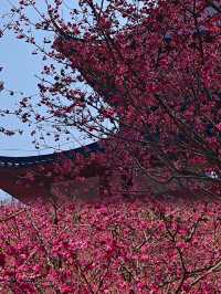 不需要去日本，在韶關就能看到免費的櫻花了