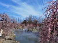 問花村—全都盛開