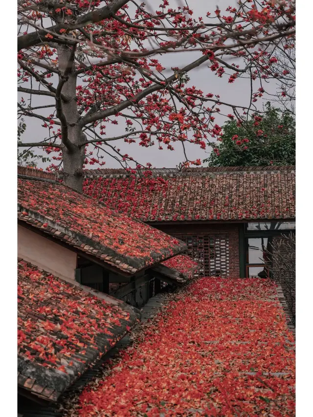 廣州木棉花賞花機位好去處