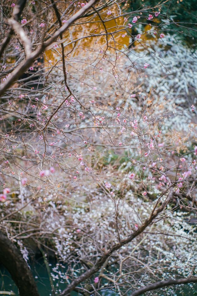 任何人錯過北寺塔的梅花，我都會傷心的