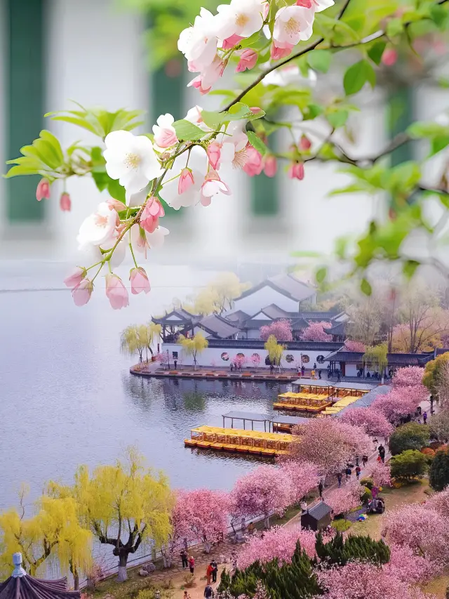 Dreaming under the begonia flowers | Mochou Lake's begonia flowers are like a floral ceiling