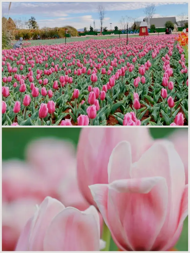 昆明の花海