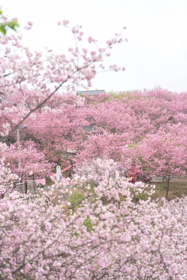 潮汕周邊二三月櫻花||梅州陰那山靈光寺