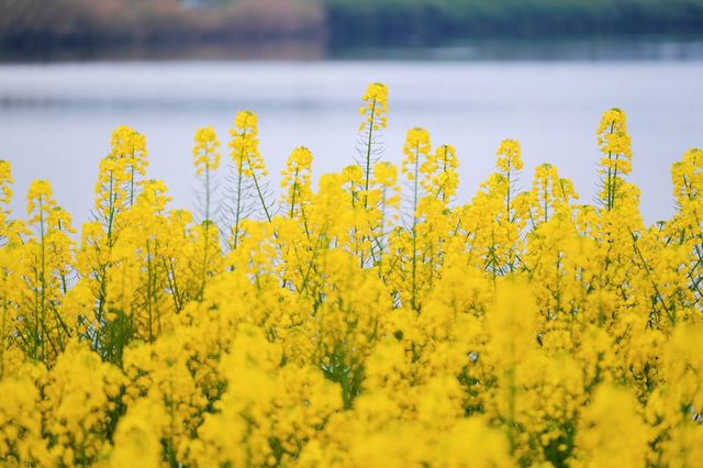 彭山五湖四海油菜花海，花開正艷